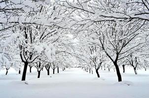 Beautiful frozen orchard photo