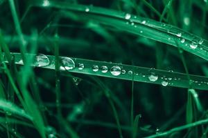 Fresh grass with dew drops. Dew drops on the green grass photo