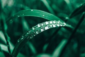 Dew drops on the green grass close-up image. Fresh grass with dew drops. Copy, empty space for text photo