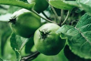 Green apples on a branch, outdoors, selective focus photo