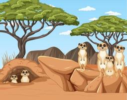 La familia suricata vive en el bosque del desierto. vector