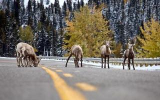 Rocky Mountain Ram Sheep photo