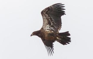 Golden Eagle Canada photo