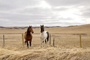Prairie Horses Saskatchewan photo