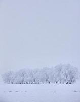 Winter Frost Saskatchewan photo