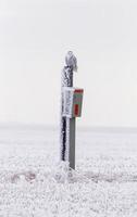 Winter Frost Snowy Owl photo