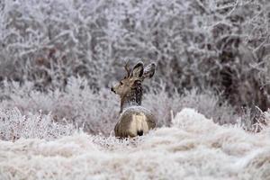 heladas de invierno saskatchewan foto