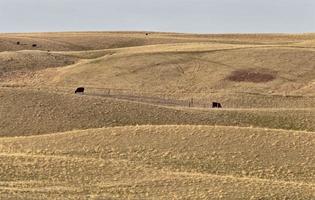 Prairie Rural Agriculture photo