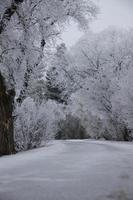 heladas de invierno saskatchewan foto