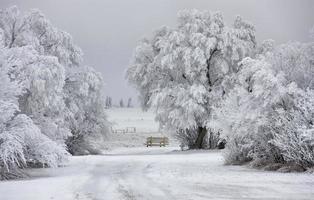 Winter Frost Saskatchewan photo