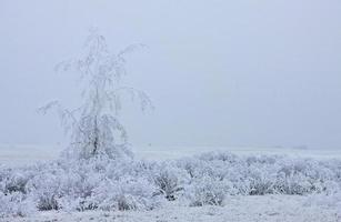 Winter Frost Saskatchewan photo