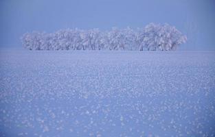 Winter Frost Saskatchewan photo