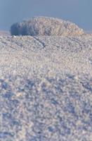 Winter Frost Saskatchewan photo