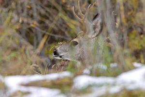 Deer in Winter photo