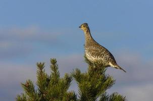 Sharp Tailed Grouse in Tree photo