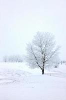 heladas de invierno saskatchewan foto