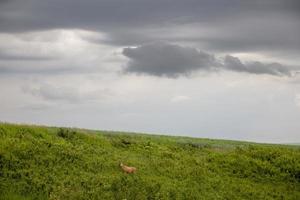 Prairie Storm Clouds Canada photo