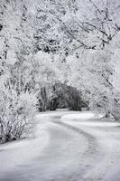 heladas de invierno saskatchewan foto