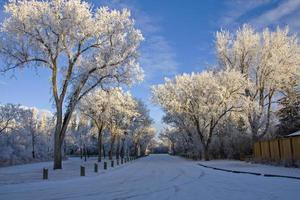 Winter Frost Saskatchewan photo