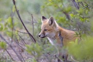 Fox Kits Near Den photo