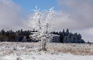 Cypress Hills First Snowfall photo