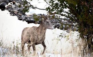 Rocky Mountain Ram Sheep photo