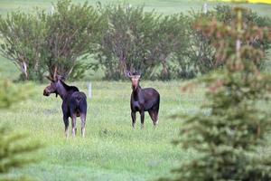 Prairie Moose Canada photo