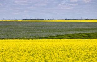 Flax and Canola Canada photo