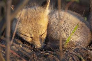 Fox Kits Near Den photo