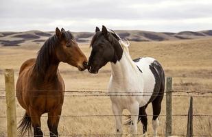 Prairie Horses Saskatchewan photo