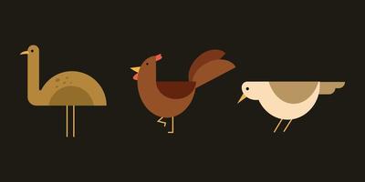 Flat design illustrations of ostrich, chicken, and sparrow. vector