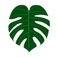 hoja verde monstera sobre fondo blanco. la planta tiene un margen de hoja increíble. vector