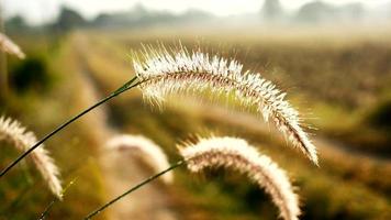 primo piano, fiori d'erba in una giornata di sole. tra i campi naturali e l'aria fresca. video