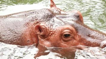Hippos are floating to the surface. Swimming in the pond of the zoo. video