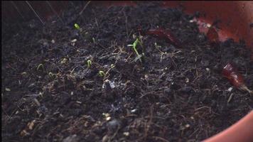 planta crescendo em vaso video