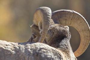 Rocky Mountain Ram Sheep photo