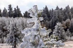 Cypress Hills First Snowfall photo