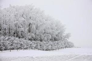 heladas de invierno saskatchewan foto