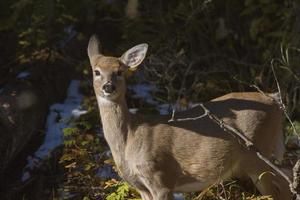 Deer in Winter photo