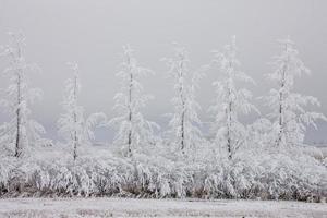 heladas de invierno saskatchewan foto