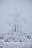 Winter Frost Saskatchewan photo