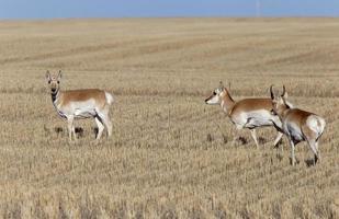 Prairie Pronghorn Antelope photo