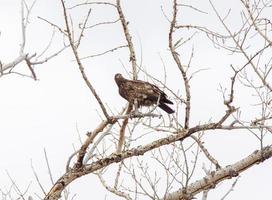 Golden Eagle Canada photo