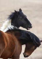 caballos de la pradera saskatchewan foto