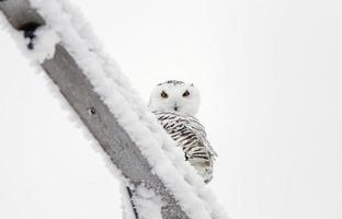 Winter Frost Snowy Owl photo