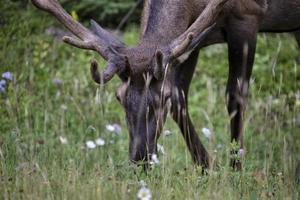 Wild Elk Canada photo