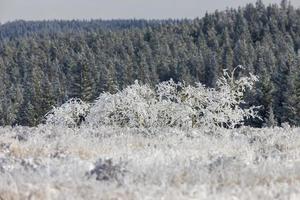 Cypress Hills First Snowfall photo