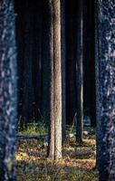 Lodgepole Pine Canada photo