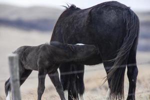 Prairie Horses Saskatchewan photo