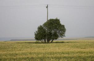 escena de la pradera de verano foto